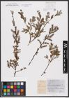 Foto von Salix aurita L. x Salix repens L.